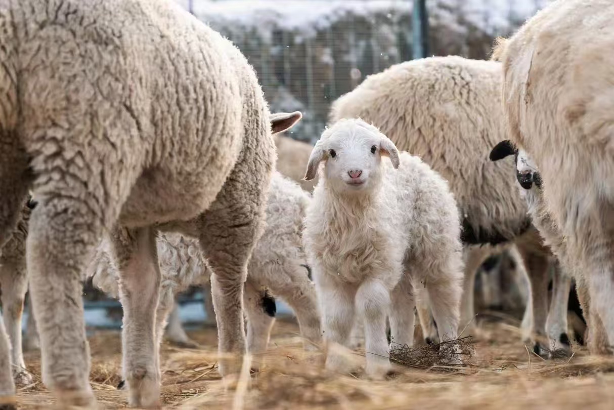 1772518527761034981.jpg a11c9aceeb8b510085d1142f9044bcd9.jpg